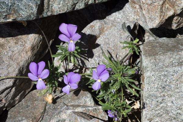 Viola valderia All.