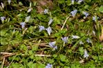 Wahlenbergia hederacea (L.) Rchb.