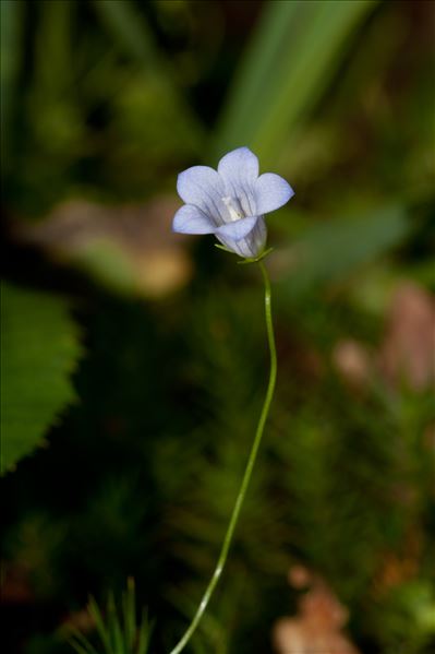 Wahlenbergia hederacea (L.) Rchb.