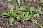 Epilobium tetragonum L.