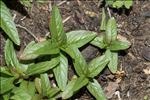 Epilobium tetragonum L. subsp. tetragonum