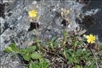Helianthemum canum (L.) Baumg.