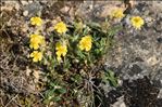 Helianthemum canum (L.) Baumg.
