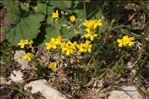 Helianthemum canum var. piloselloides (Lapeyr.) O.Bolòs & Vigo