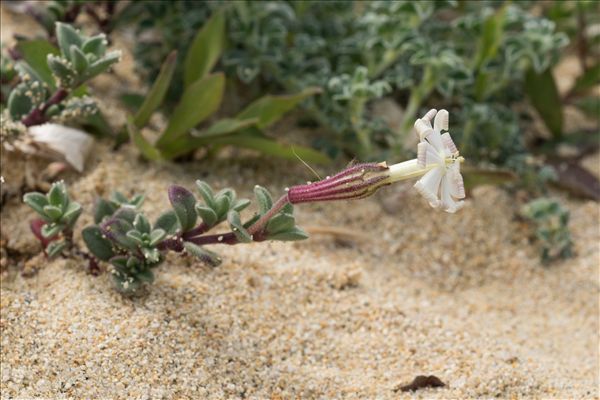 Silene succulenta subsp. corsica (DC.) Nyman