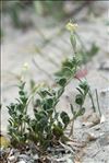 Silene succulenta subsp. corsica (DC.) Nyman
