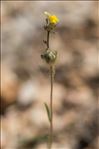 Linaria simplex (Willd.) DC.