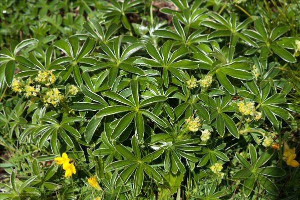 Alchemilla alpina L.