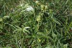 Alchemilla alpina L.