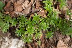 Alchemilla alpina L.