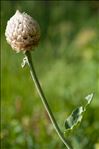 Rhaponticum heleniifolium Godr. & Gren. subsp. heleniifolium