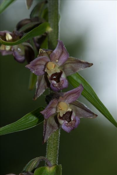 Epipactis helleborine subsp. neerlandica (Verm.) Buttler
