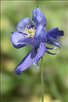 Aquilegia pyrenaica DC.