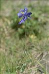 Aquilegia pyrenaica DC.