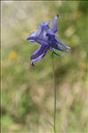 Aquilegia pyrenaica DC.