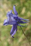 Aquilegia pyrenaica DC.