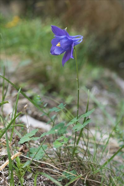 Aquilegia pyrenaica DC.