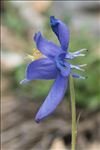 Aquilegia pyrenaica DC.