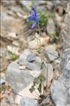 Aquilegia pyrenaica DC.