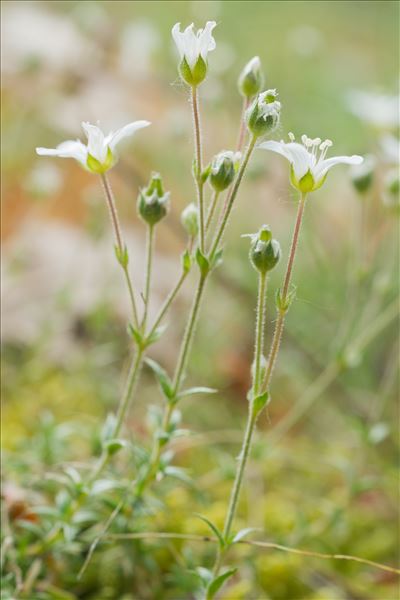 Arenaria grandiflora L.