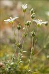 Arenaria grandiflora L. subsp. grandiflora