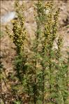 Artemisia chamaemelifolia Vill.