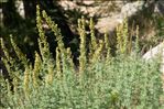 Artemisia chamaemelifolia Vill.