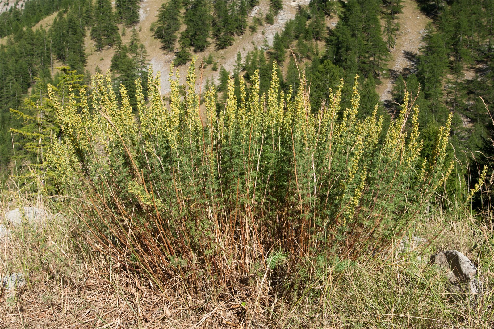 Artemisia chamaemelifolia Vill. - Préservons la Nature