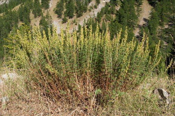 Artemisia chamaemelifolia Vill.