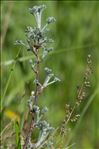 Artemisia maritima L. subsp. maritima