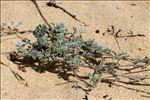 Artemisia maritima L.