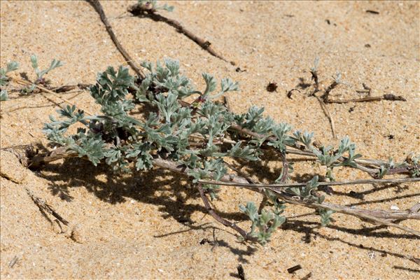 Artemisia maritima L. subsp. maritima