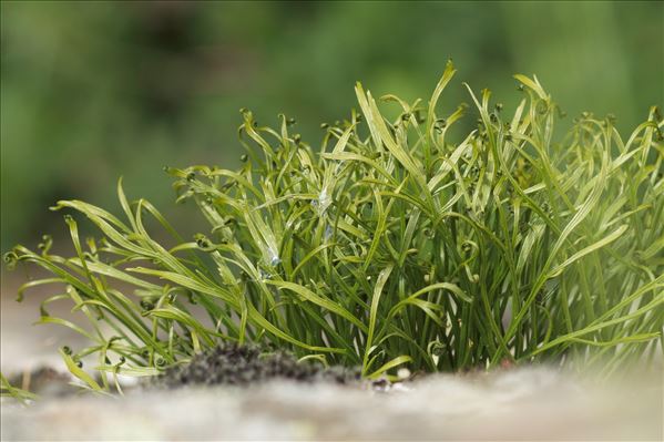 Asplenium septentrionale (L.) Hoffm. subsp. septentrionale