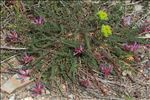 Astragalus monspessulanus L. subsp. monspessulanus