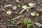 Bellis annua L.