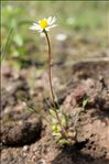 Bellis annua L.