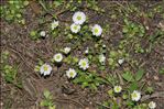 Bellis annua L.