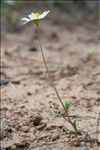 Bellis annua L.