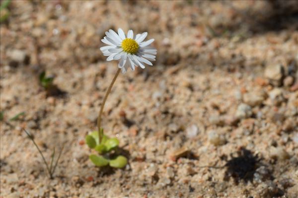 Bellis annua L.