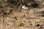 Bellis annua L.