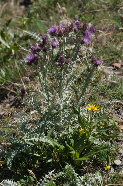 Carduus carlinoides Gouan