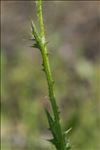 Carduus pycnocephalus L.