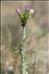 Carduus pycnocephalus L. subsp. pycnocephalus