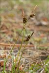 Carex liparocarpos Gaudin subsp. liparocarpos
