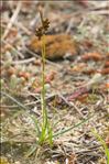Carex liparocarpos Gaudin subsp. liparocarpos