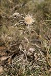 Carlina macrocephala Moris