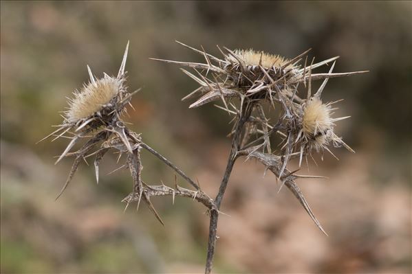 Carlina macrocephala Moris