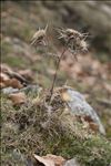 Carlina macrocephala Moris