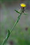 Centaurea solstitialis L.