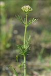 Centranthus calcitrapae (L.) Dufr. subsp. calcitrapae